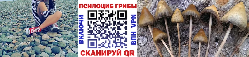 Галлюциногенные грибы Psilocybe  Ардатов 